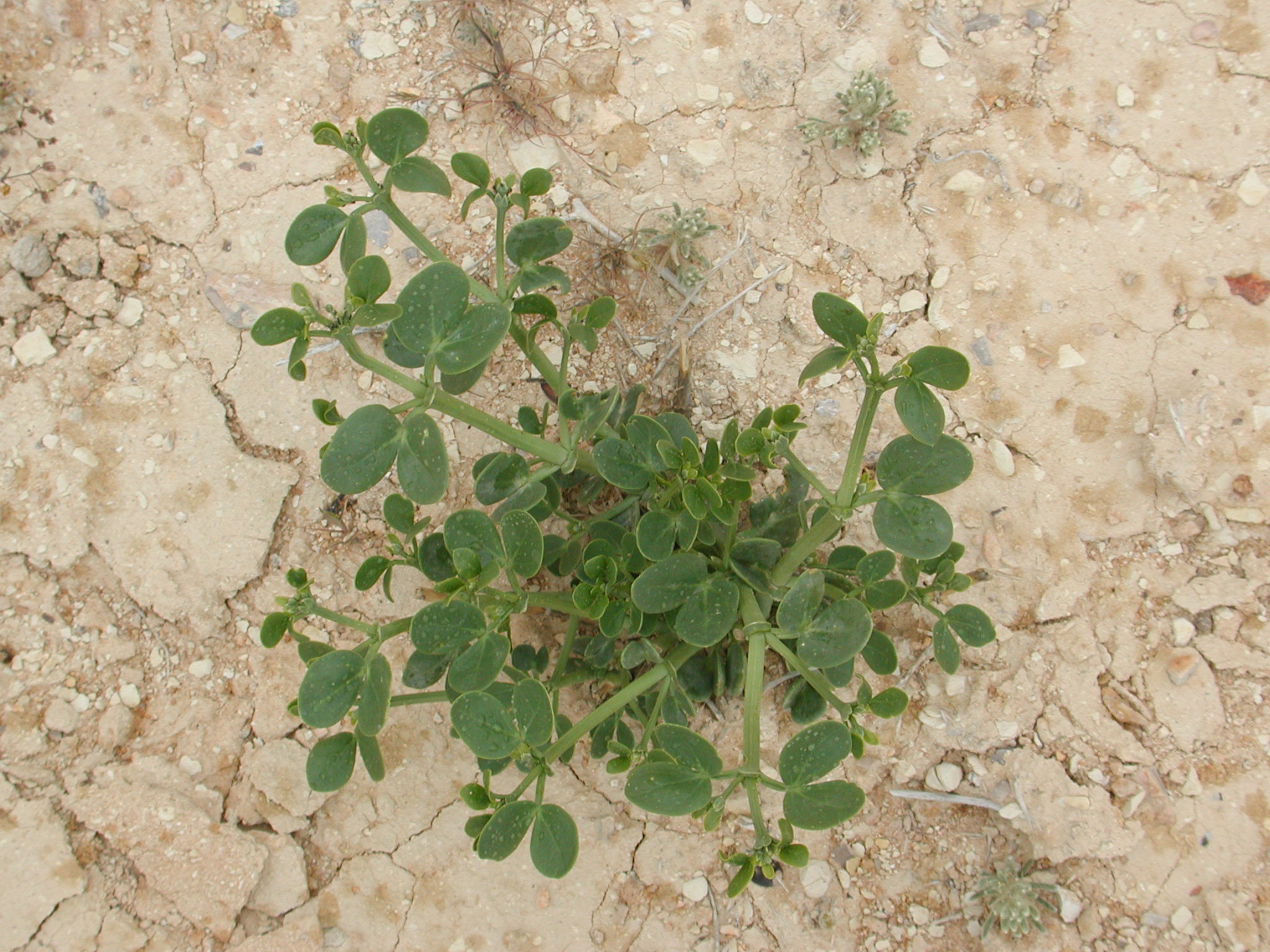 Zygophyllum fabago L.